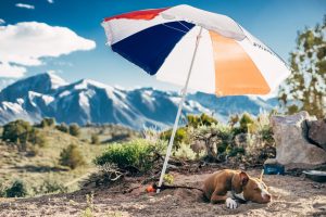 Come evitare preoccupazioni quando sei in vacanza con il cane